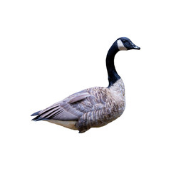 Canada Goose (Branta canadensis) isolated on white background
