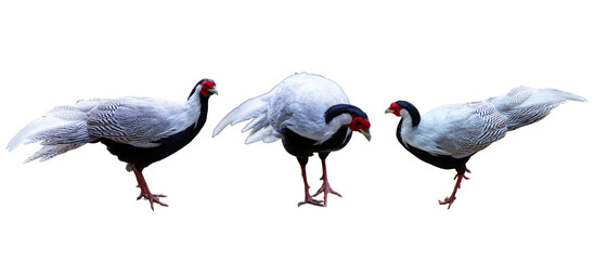 Pheasant isolated on white background.
