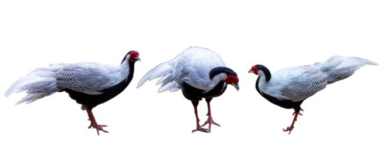 Pheasant isolated on white background.