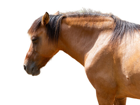 Portrait of a brown horse on a white background. Close-up - Powered by Adobe