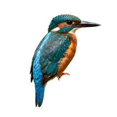 Fototapeta premium A vibrant kingfisher bird with turquoise and orange feathers sharp beak and bright eyes symbolizing a swift hunter of watery habitats