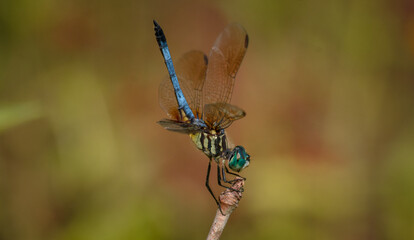 dragonfly on a branch