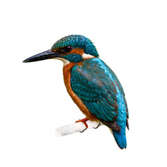 Fototapeta premium A vibrant kingfisher bird with turquoise and orange feathers sharp beak and bright eyes symbolizing a swift hunter of watery habitats
