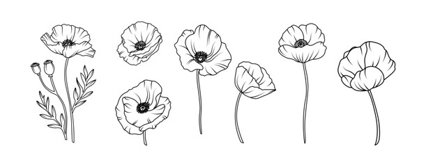 Poppy flower arrangement line art on white background. Silhouette poppy botanical hand drawn element for wedding, invitation frame design, vector illustration