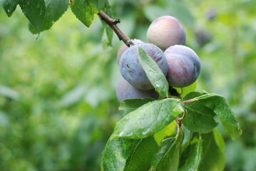 green plum fruit mellowing on the branch