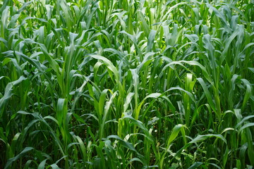 Green sharp sugarcane leaves on the field in close up
