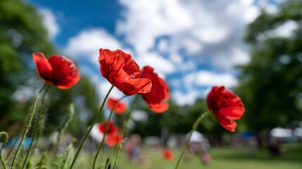 A field of red poppies in the middle of a grassy field