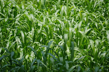 Fototapeta premium Close-up of the long green leaves of sugarcane plants