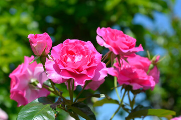 Pink rose flower - Latin name - Rosa Madame Louisa