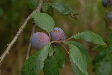 green plum fruit mellowing on the branch