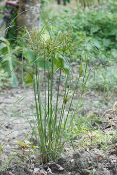A patch of long nutgrass has grown on the wet soil