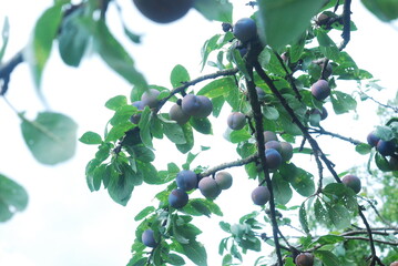 green plum fruit mellowing on the branch