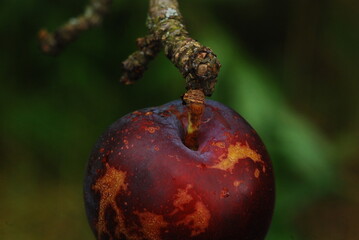 green plum fruit mellowing on the branch