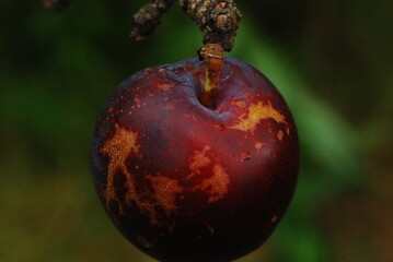 green plum fruit mellowing on the branch