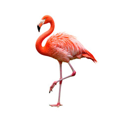 Obraz premium Elegant flamingo in vivid pink and coral hues poised gracefully on one leg yellow eyes glowing amid tropical wetland serenity