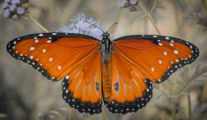 butterfly on a flower