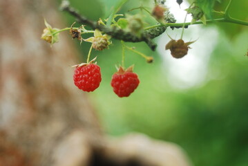 wild strawberry on a bush