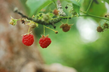 wild strawberry on a bush