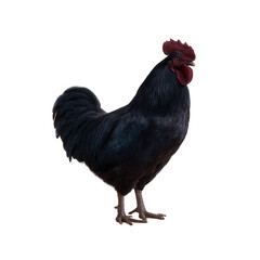 Fototapeta premium A majestic black rooster standing proudly against a white isolated background, showcasing its glossy feathers and vibrant comb, ideal for poultry-themed projects.