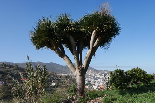 Drachenbaum bei Teror auf Gran Canaria