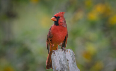red cardinal bird