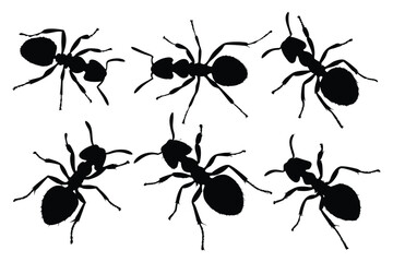set of black ants