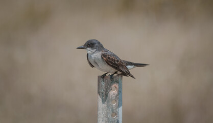 female house sparrow