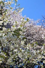 Closeup of a blooming tree