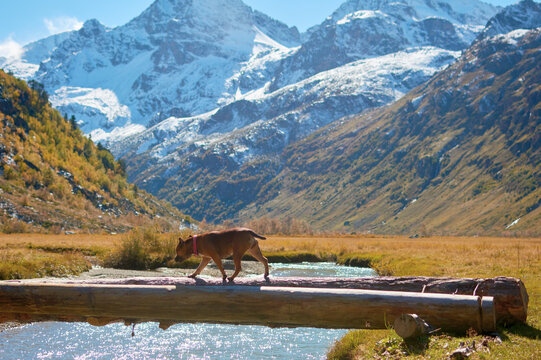 A brave dog carefully crosses a rushing river on a fallen log, surrounded by golden autumn foliage with snow-capped mountains in the background.