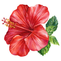 Red hibiscus flower watercolor illustration with green tropical leaves on white background. Exotic flora for design, botanical art © Hanna