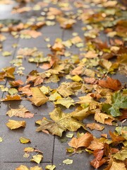 Autumn Leaves on Wet Pavement