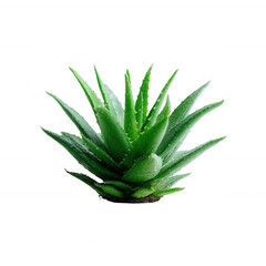 Fototapeta premium A vibrant green aloe vera plant showcasing its thick, fleshy leaves, perfect for home decor or medicinal use, on a white isolated background.