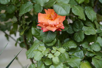 quantum valentine roses on different scales and close-ups
