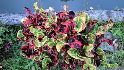 Tropical Croton Plant with Bright Decorative Leaves Featuring Red Pink and Green Colors Botanical Name Codiaeum variegatum Perfect for Nature and Garden Stock Photography © Muhammad Nashieh