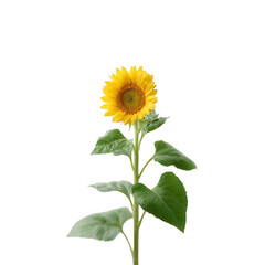 Naklejka premium A vibrant sunflower with bright yellow petals and lush green leaves, isolated against a white background, symbolizing joy and positivity in nature.