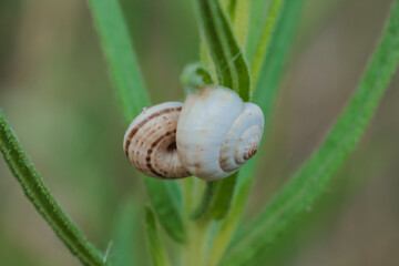 Small snails appear to be stuck to plants