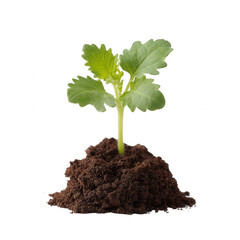 A young green seedling growing from dark soil, symbolizing new life and growth against a white isolated background.
