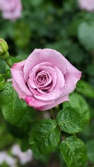pink rose with water drops　水滴がついた桃色のバラ