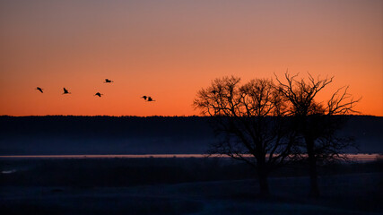 Obraz premium Silhouettes of trees and cranes in flight before dawn. Hornborga lake, Sweden.