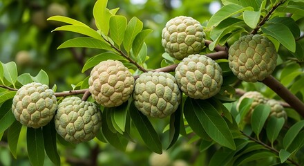Obraz premium Close-up of Sugar Apples (Annona squamosa) on a branch, showcasing their textured skin and vibrant