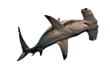Hammerhead shark swimming fiercely isolated on transparent background
