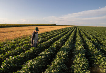 Senior farmer inspects crops field at sunset.