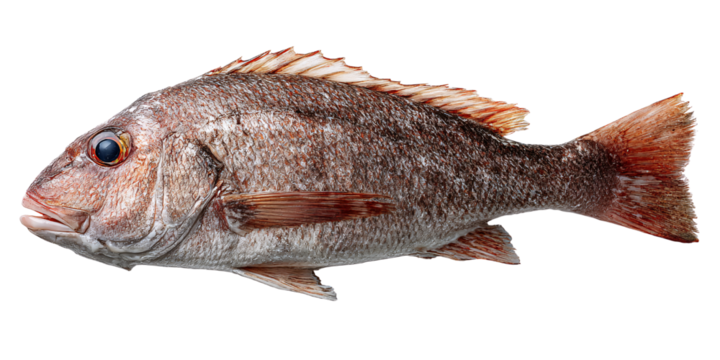 Fresh whole red snapper fish isolated on black background Closeup studio shot of raw seafood for culinary use Concept of healthy eating and gourmet cuisine