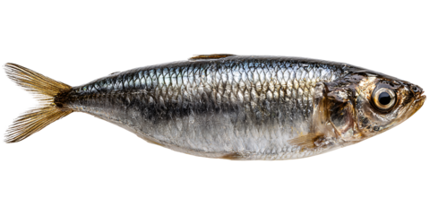 Fresh sardine fish with silver scales on black background Closeup of raw seafood, healthy eating and Mediterranean diet concept