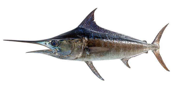 Majestic Blue Marlin Fish with Sharp Bill on Black Background Closeup of a Powerful Predator in the Ocean Concept of Wildlife, Marine Life, and Sport Fishing