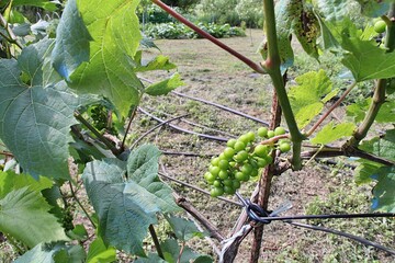 young grapes on a bush, a plot of land with planted grapes, ripening grapes