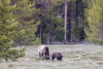 Grizzly Bear Sow and Cub in Grand Teton National Park Wyoming in Springtime