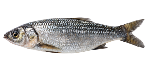 Freshly Caught Silver Fish with Scales Isolated on Black Background Closeup of Raw Roach Fish for Culinary Use, Seafood Delicacy, and Healthy Eating