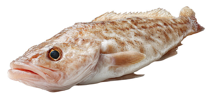 Fresh Grouper Fish Closeup Isolated on Black Background Raw Seafood Ingredient for Gourmet Cuisine and Healthy Eating