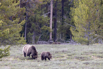 Grizzly Bear Sow and Cub in Grand Teton National Park Wyoming in Springtime